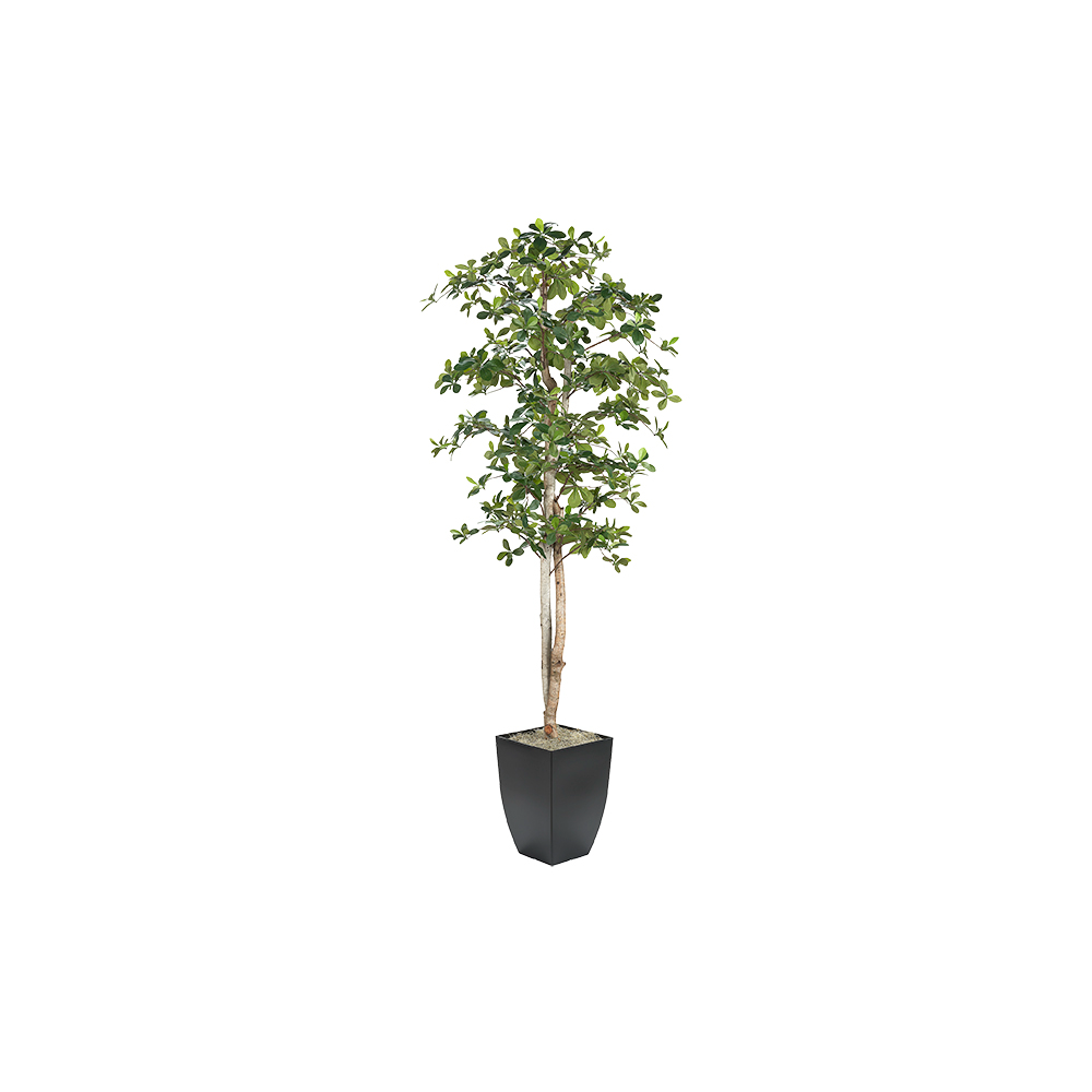 7' Artificial Black Olive Tree in Planter - The Great Escape